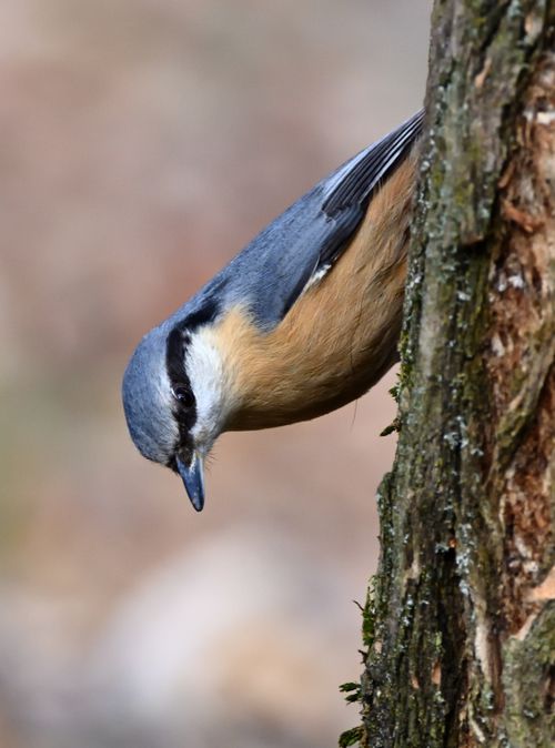 Free Close-up of a nuthatch on a tree trunk, showcasing its vivid plumage in a natural setting. Stock Photo
