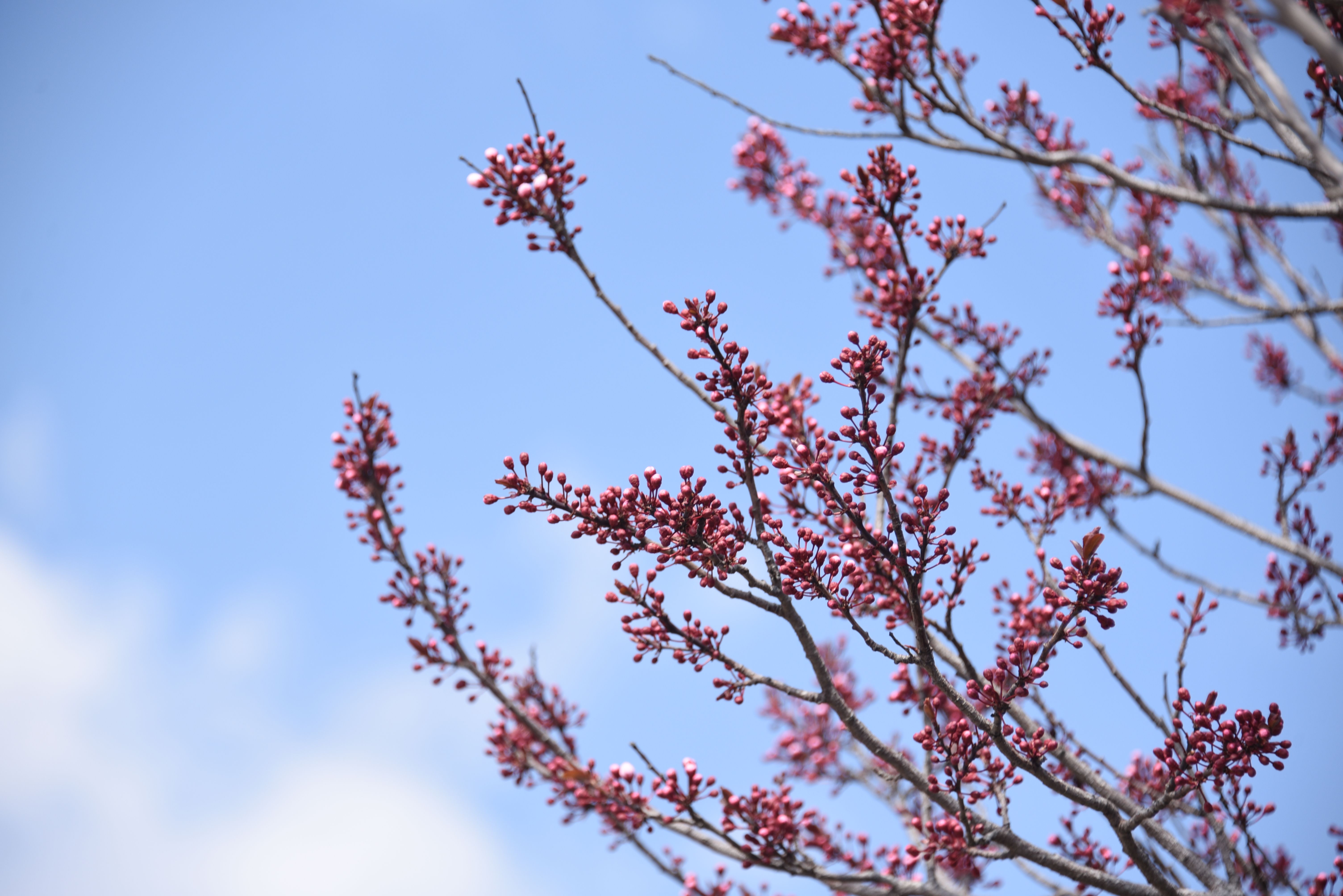 Spring blossoms on ornamental tree against blue sky — spring-blooming trees should be trimmed right after flowering in Surrey BC