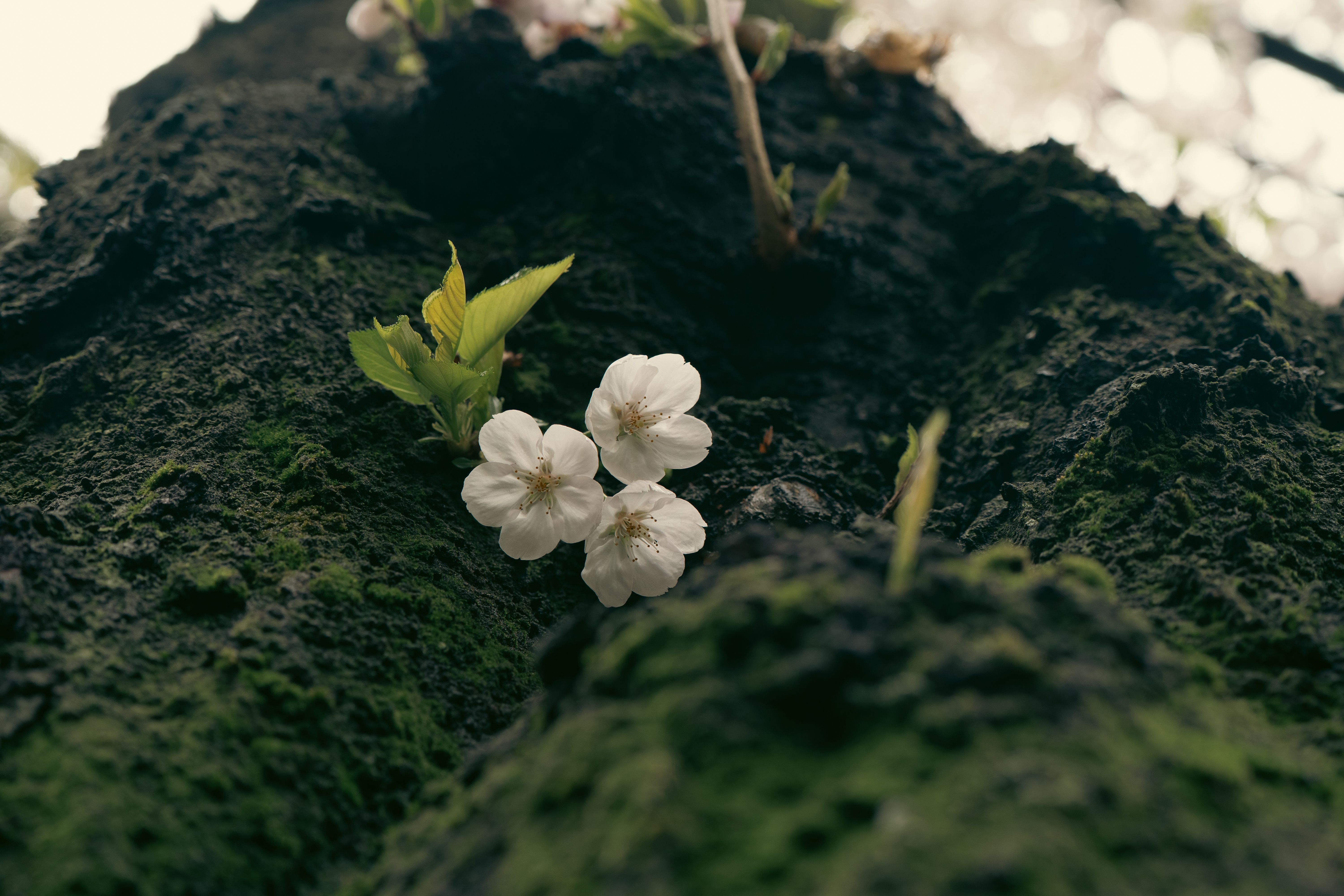 Close-up of Cherry Blossoms on Tree in Tokyo · Free Stock Photo