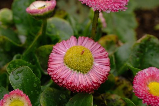 Vibrant close-up of pink daisies with lush green leaves and dewdrops, showcasing spring beauty.