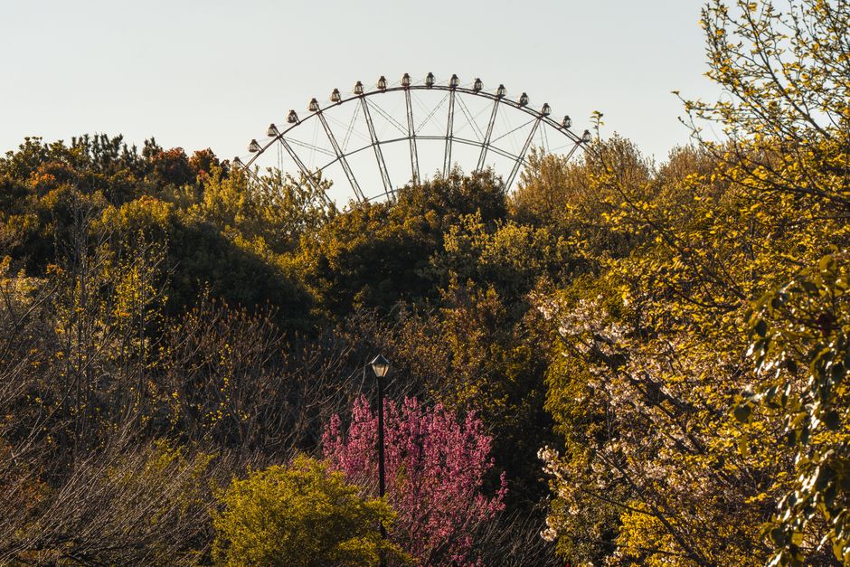 A Ferris wheel peeks over vibrant autumn foliage in a Tokyo park, capturing the essence of nature and recreation.