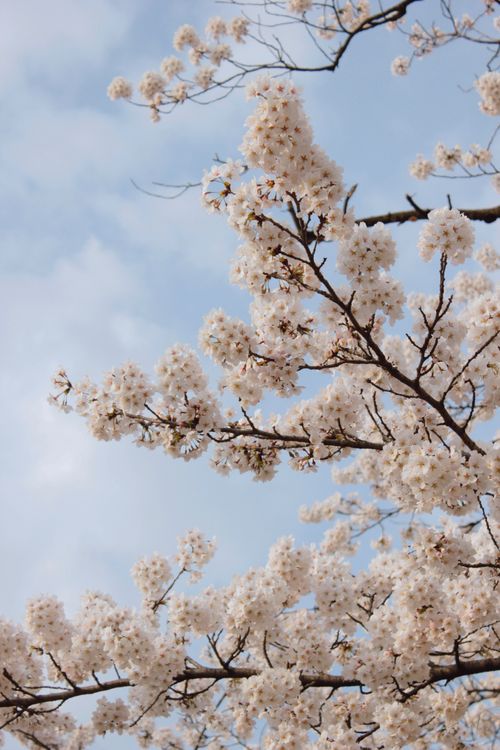 Free Beautiful cherry blossoms in full bloom against a clear blue sky. Stock Photo