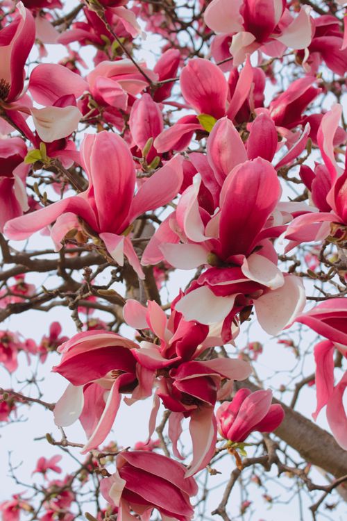 Free Bright pink magnolia flowers in full bloom creating a vibrant spring scene. Stock Photo