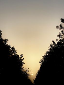 Captivating sunset view with silhouetted trees in Nigeria, creating a serene landscape scene.