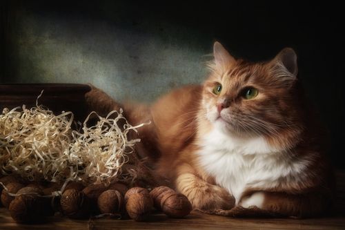 Free A beautiful ginger cat rests comfortably with walnuts and shredded paper in a cozy, warm-lit setting. Stock Photo