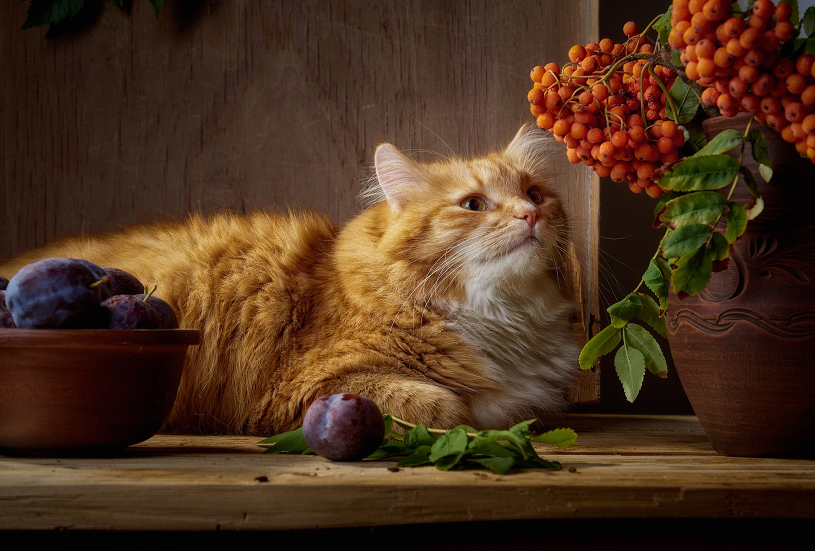 how to treat cat kidney disease at home Understanding the Stages Before You Star