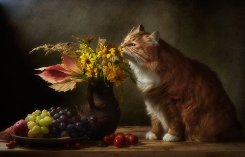 Free Red tabby cat with autumn bouquet and fruits, warm still life scene. Stock Photo