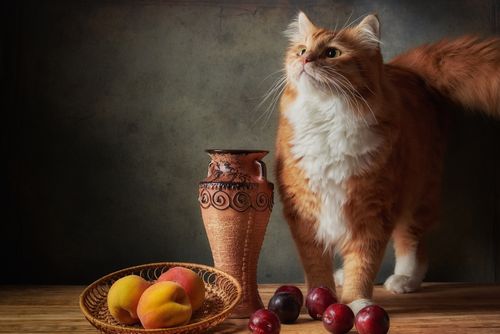 Free A ginger Persian cat with peaches and vase in an artistic still life composition. Stock Photo