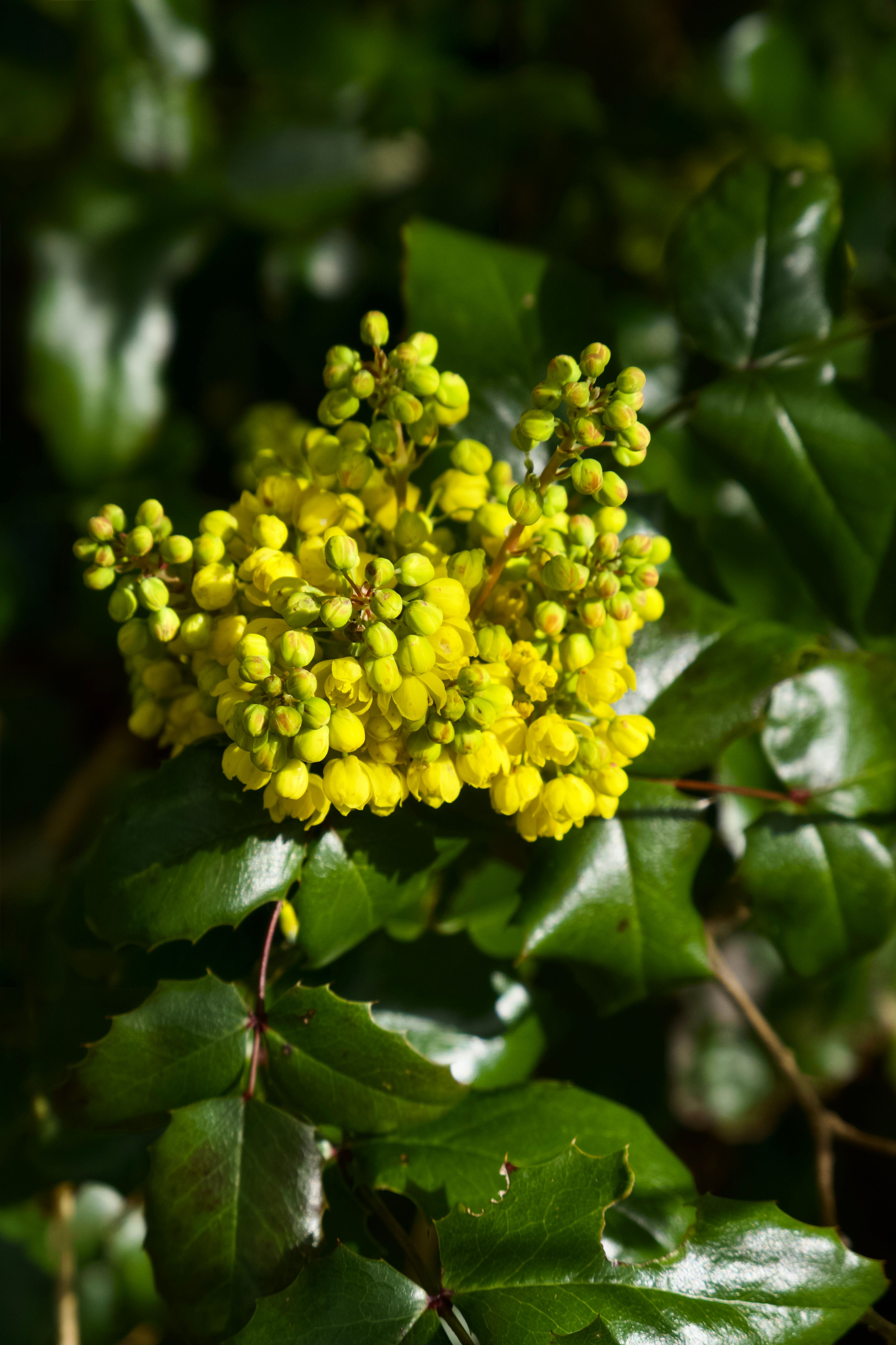 Mahonia (Mahonia aquifolium)