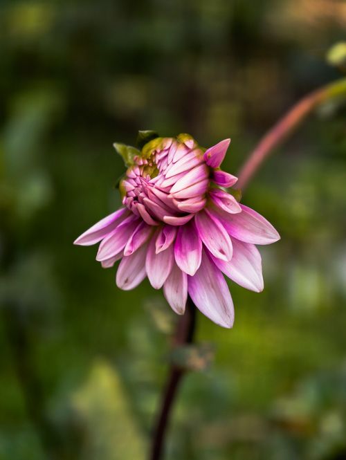 Free A detailed view of a pink dahlia flower beginning to open, showcasing vibrant petals against a blurred background. Stock Photo