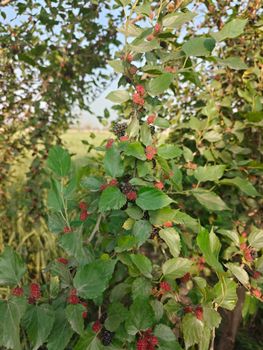 mulberry tree leaves