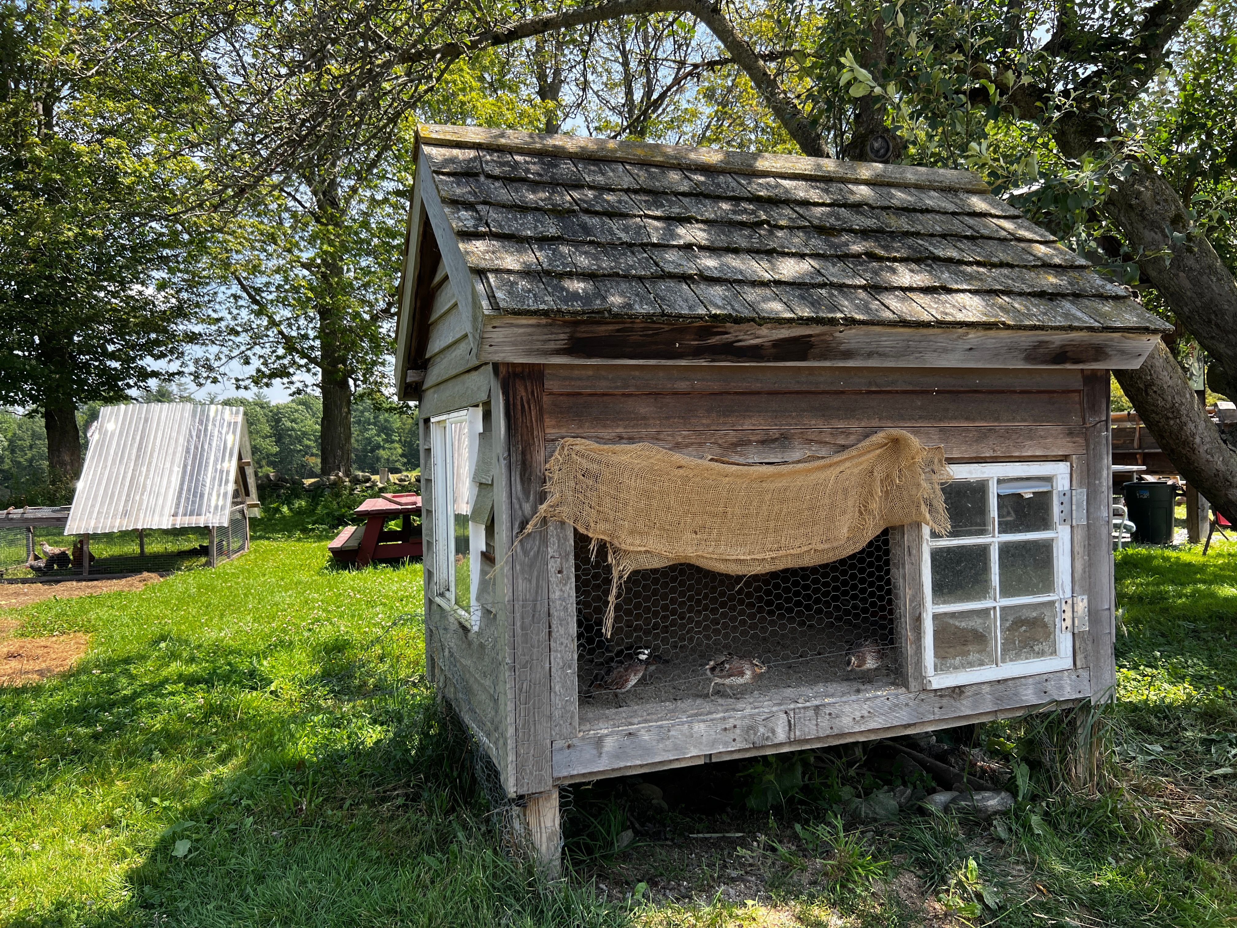 Small wooden chicken house on a green plot
