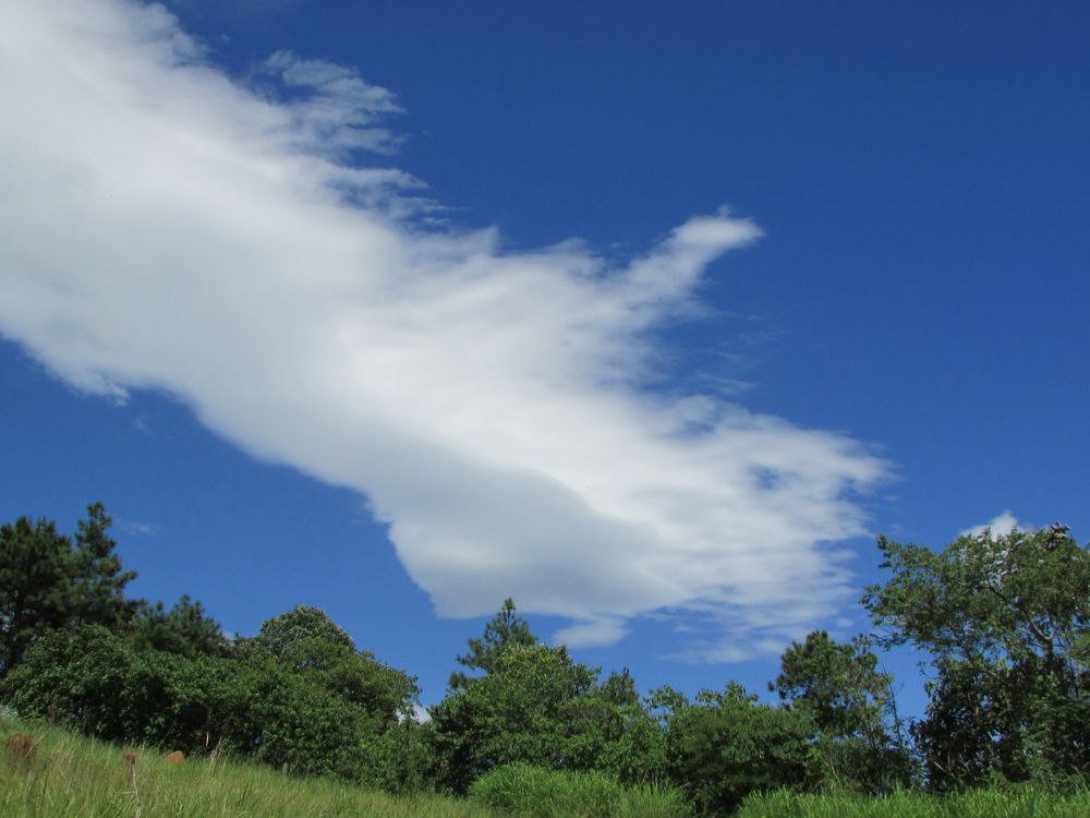 Lush Green Trees Under Clear Blue Sky with Clouds · Free Stock Photo