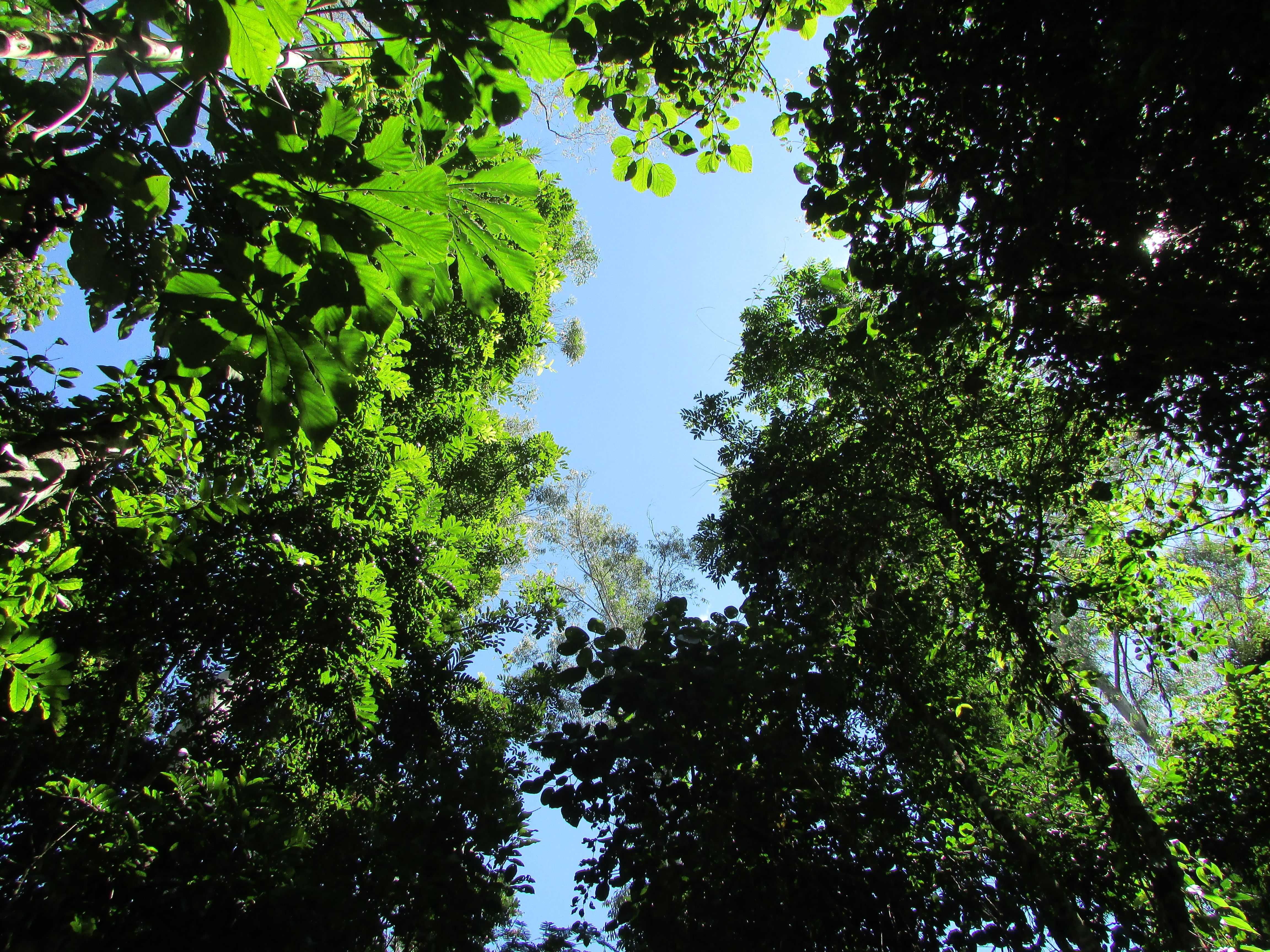 Lush Green Canopy in a Vibrant Forest · Free Stock Photo