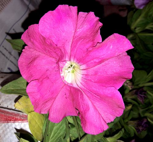 Free stock photo of beautiful flower, pink flower Stock Photo