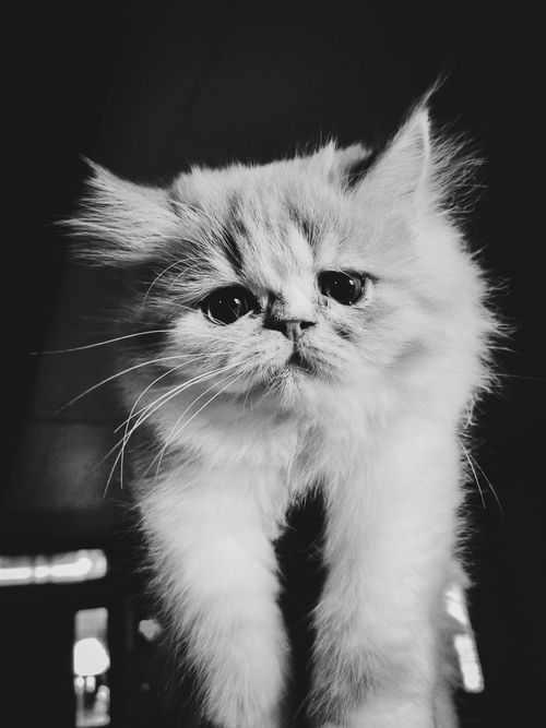 Free Close-up of a fluffy Persian kitten captured in black and white, showcasing its adorable expression. Stock Photo