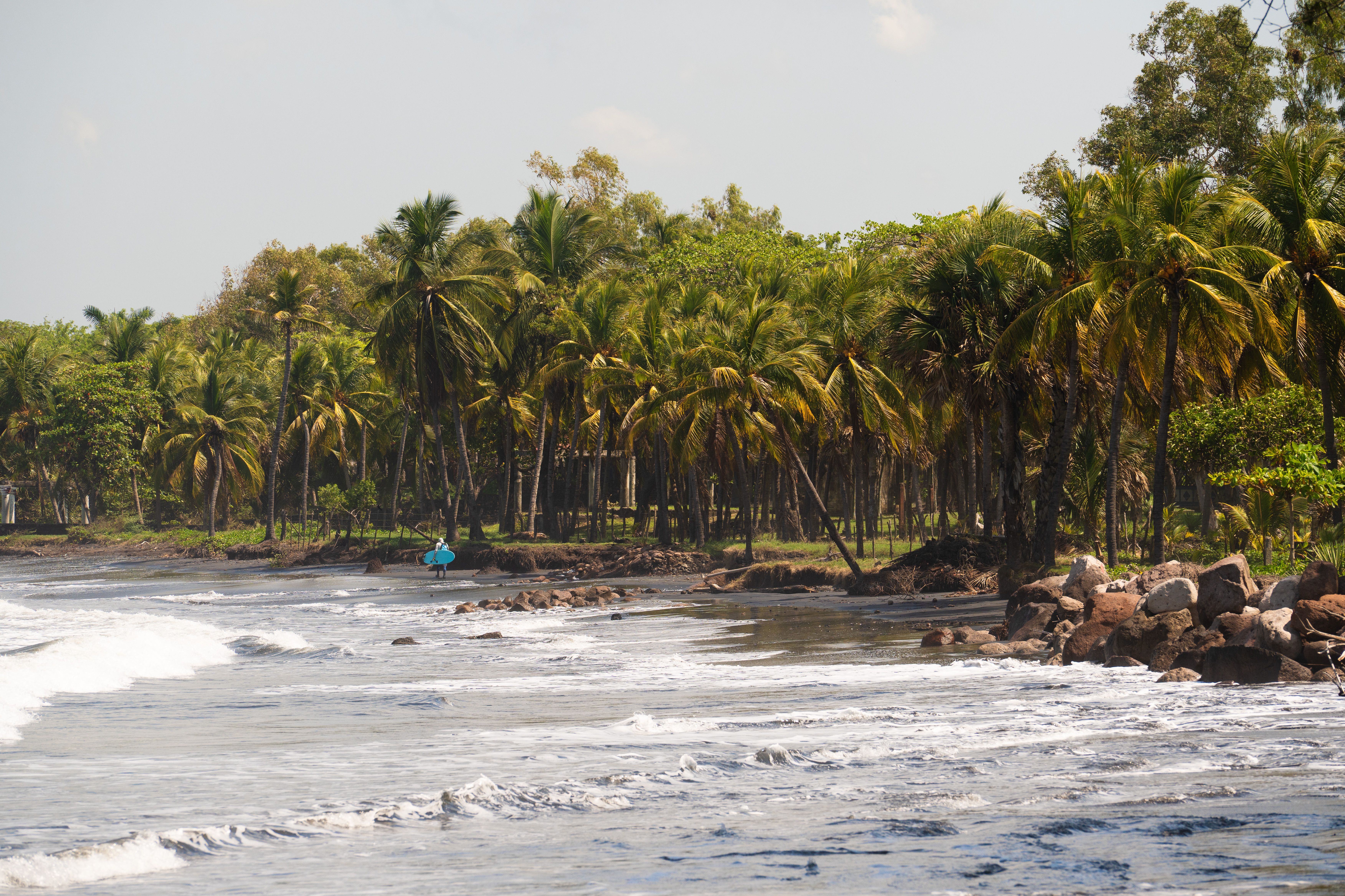 Tropical Beach Scene with Palm Trees and Waves · Free Stock Photo
