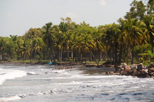 Free Peaceful tropical beach with palm trees and gentle waves under a bright day sky. Stock Photo