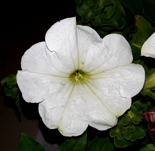 Free stock photo of beautiful flower, white flower Stock Photo
