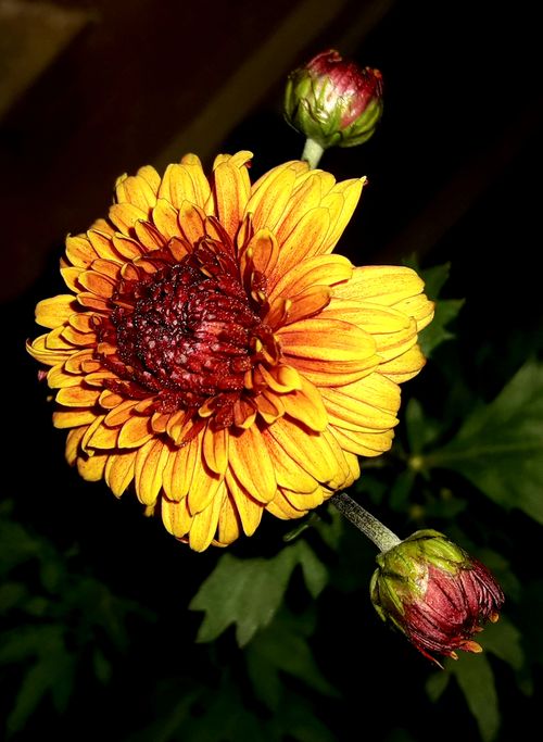 Free stock photo of beautiful flower Stock Photo