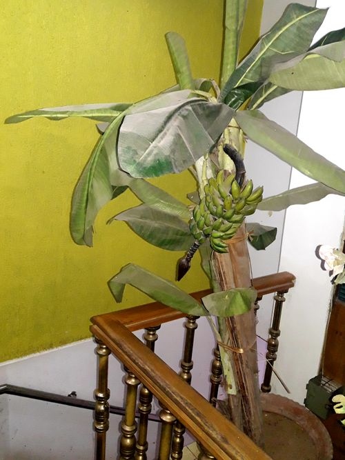 Free stock photo of banana tree Stock Photo