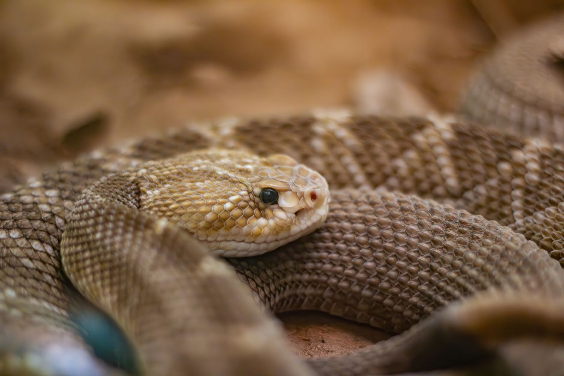 Woman bitten by rattlesnake in L.A. County amid statewide spike in deadly encounters