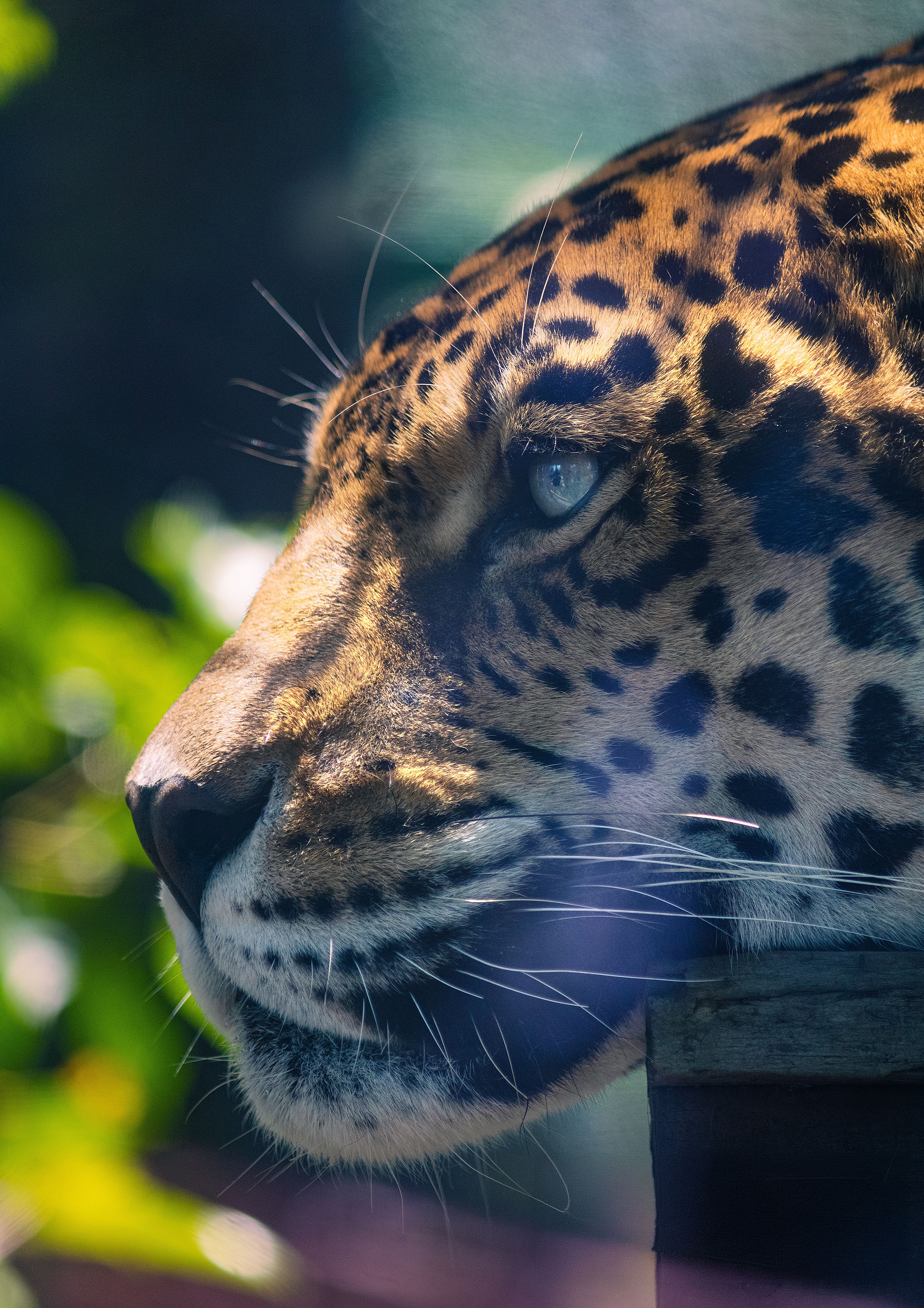 Riesgos y precauciones con la fauna peligrosa del Chocó biogeográfico