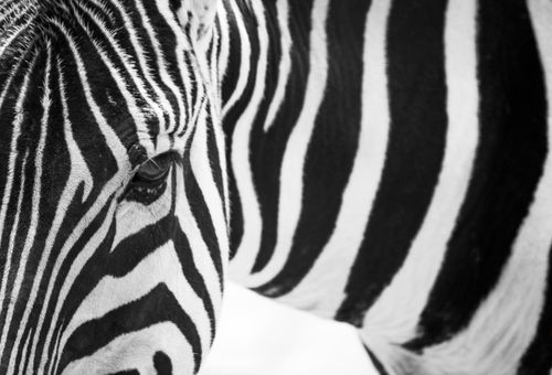 Free Artistic black and white close-up of zebra stripes highlighting natural patterns. Stock Photo