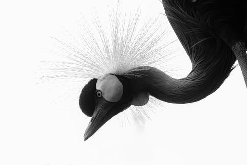 Free Elegant black and white portrait of a Black Crowned Crane with striking plumage. Stock Photo