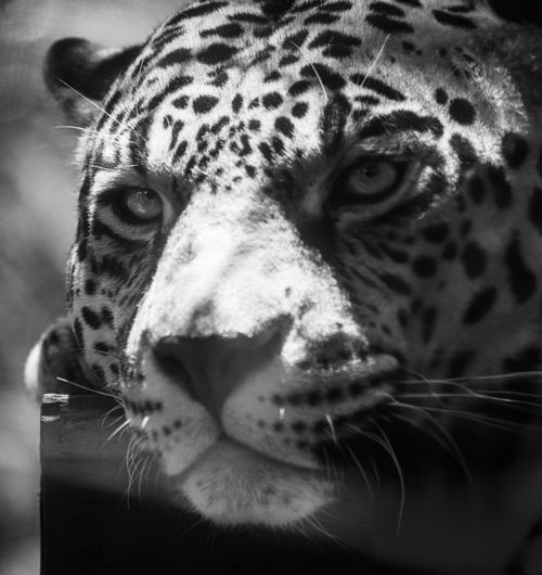 Free Stunning black and white close-up of a jaguar showcasing its intense gaze and distinctive spots. Stock Photo