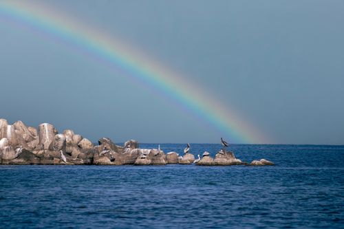 Free Seagulls resting on rocky shoreline with a vibrant rainbow above the ocean. Stock Photo