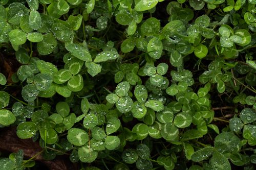 Free Close-up of dew-covered clover leaves in Oghuz, Azerbaijan, showcasing lush greenery and natural beauty. Stock Photo
