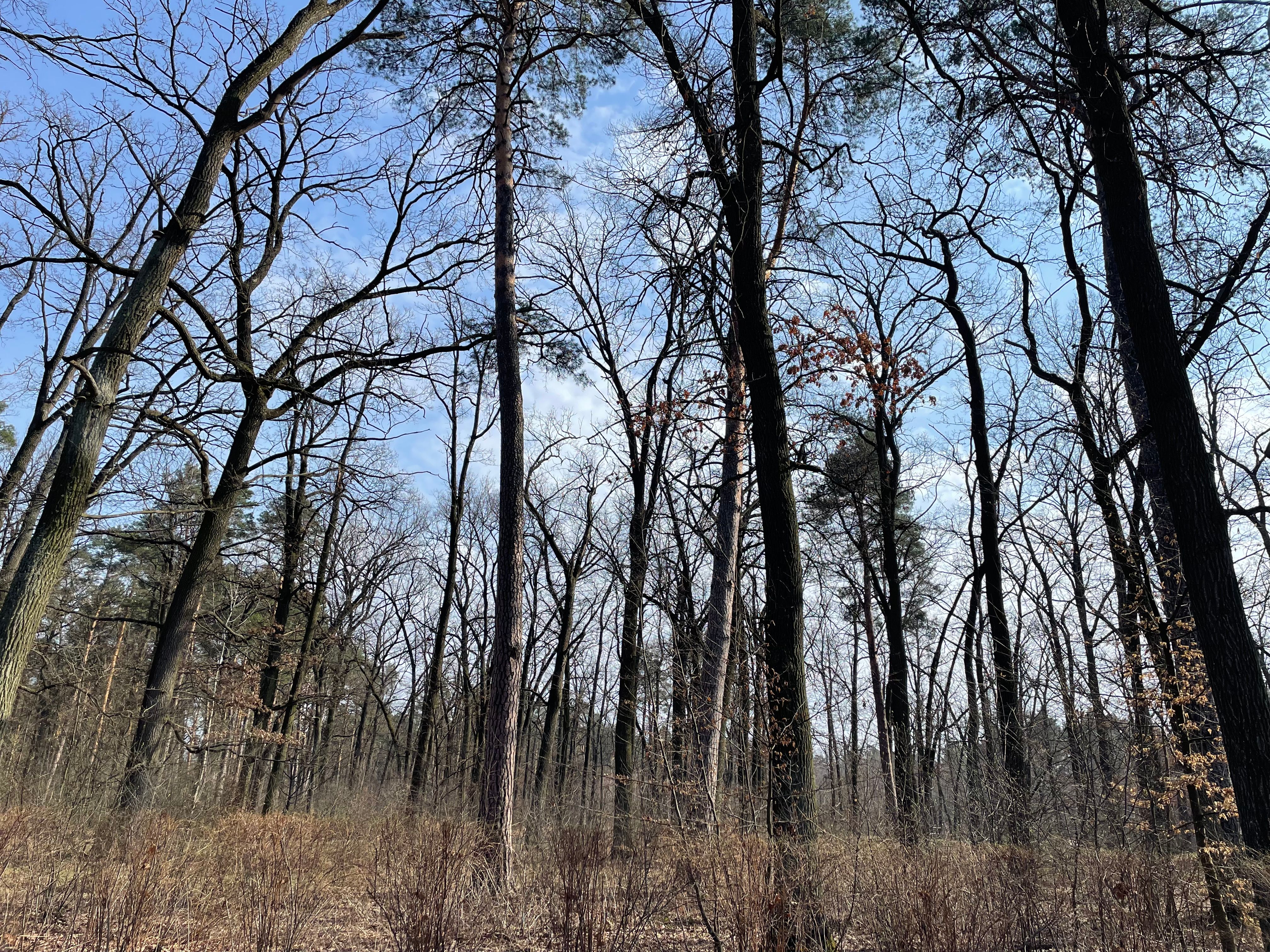 Serene Woodland Sunset Through Bare Trees · Free Stock Photo