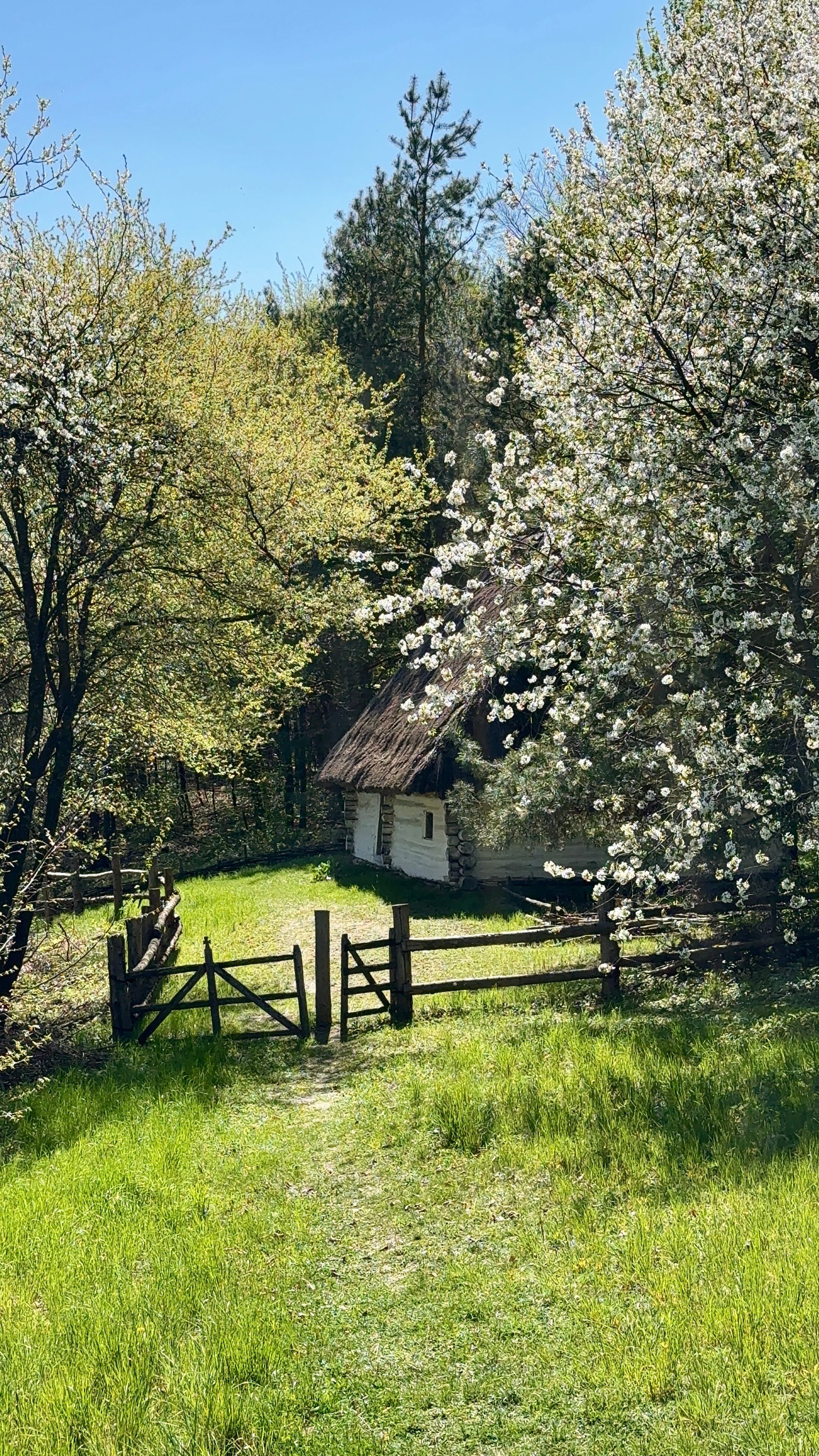 Quaint countryside cottage surrounded by flowering trees in a lush green spring setting.
