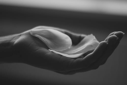 Free Grayscale Showing Flower Petals Stock Photo