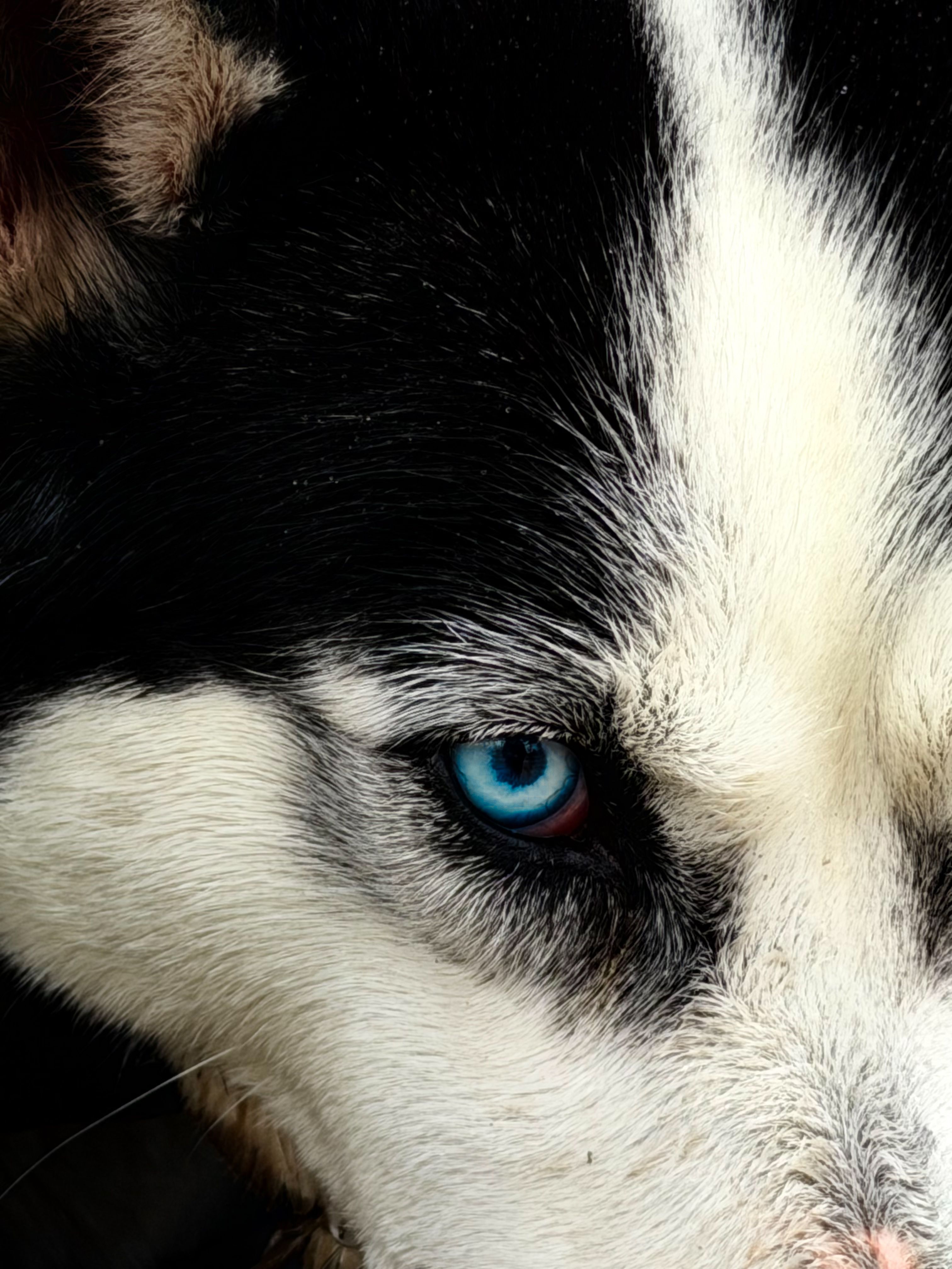 Husky Cataracts: Why Siberians Get Them Young, What a Board-Certified Eye Exam Looks Like, and What Surgery Actually Costs