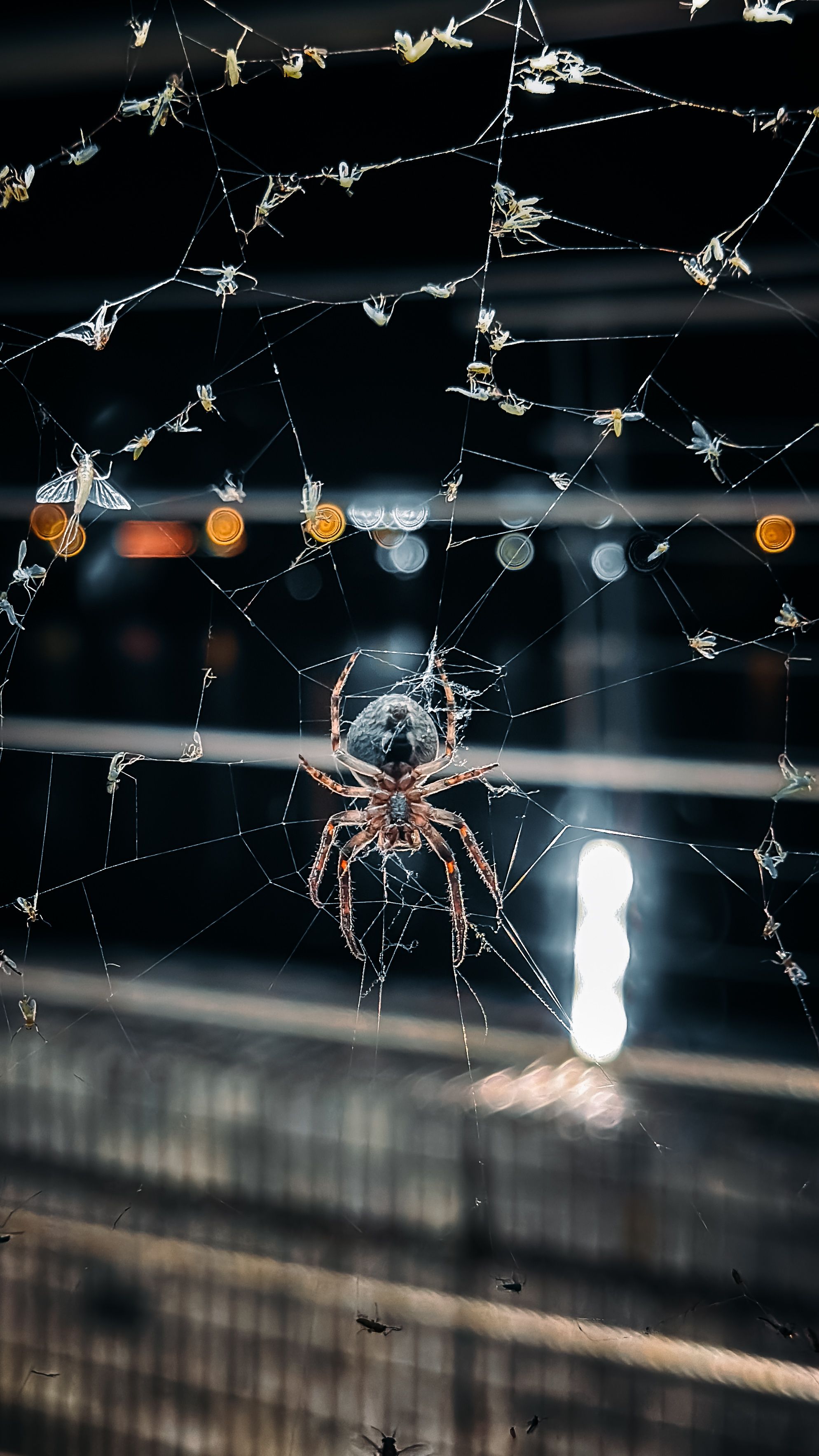 Close-up image of a spider on its web against a blurred urban night backdrop with bokeh lights.