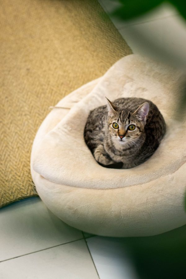 A cat curled inside a round padded bed