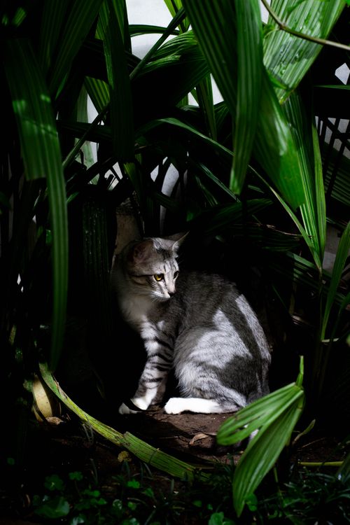 Free Gray cat quietly resting among dense green foliage, creating a tranquil natural scene. Stock Photo