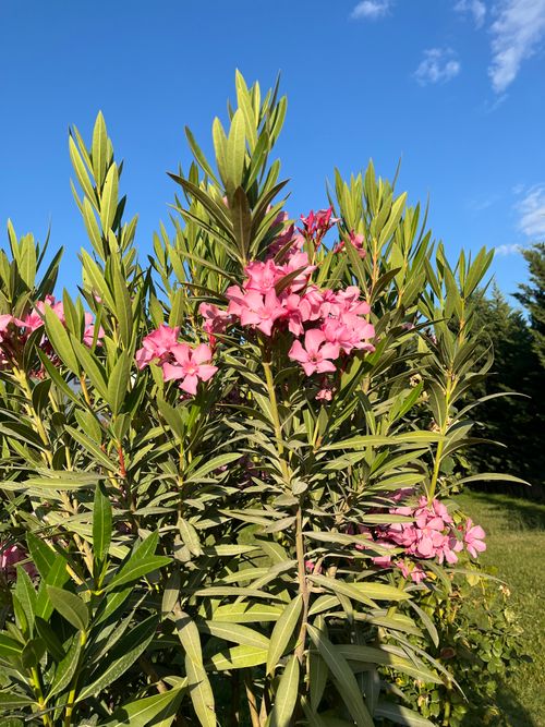 Free Close-up of pink oleander flowers with lush green leaves under a clear blue sky. Stock Photo