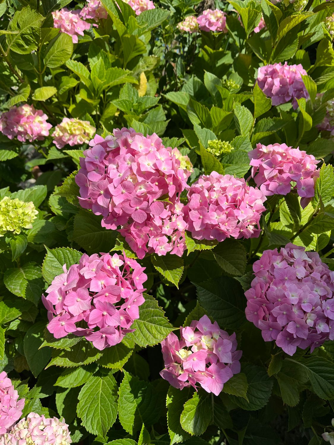 Vibrant Pink Hydrangeas in Full Bloom · Free Stock Photo