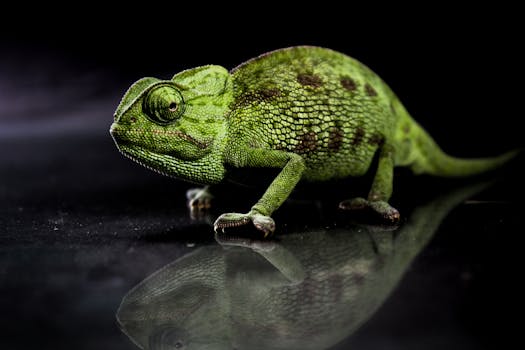绿色变色龙在黑色背景下的反射，展现了其独特的爬行动物特征