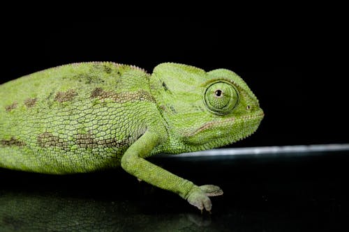 Green and Brown Scaled Chameleon