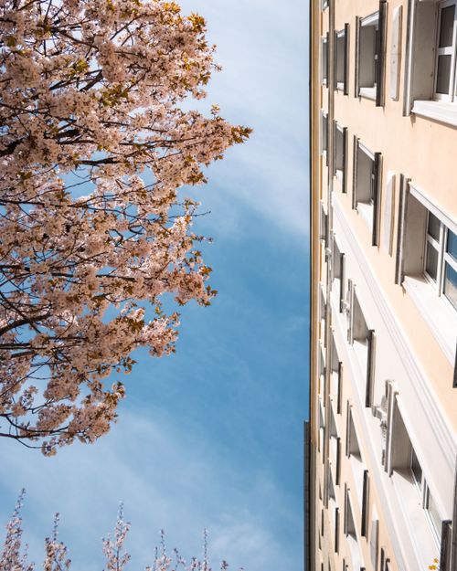 Free Cherry blossoms bloom beside a residential building under a clear blue sky in Berlin. Stock Photo