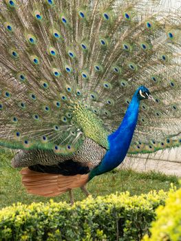 peacock photo