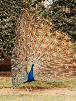 peacock photo