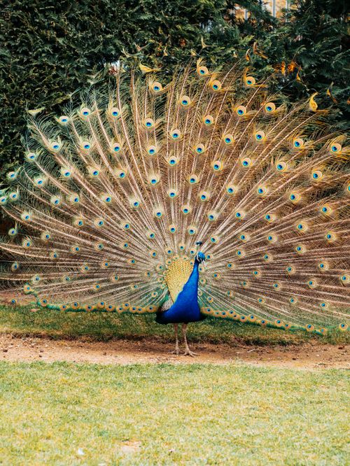 Free A majestic peacock displaying its vibrant, colorful feathers outdoors in a natural setting. Stock Photo