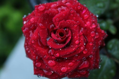 Free Detailed macro shot of a red rose covered in fresh dew drops. Stock Photo