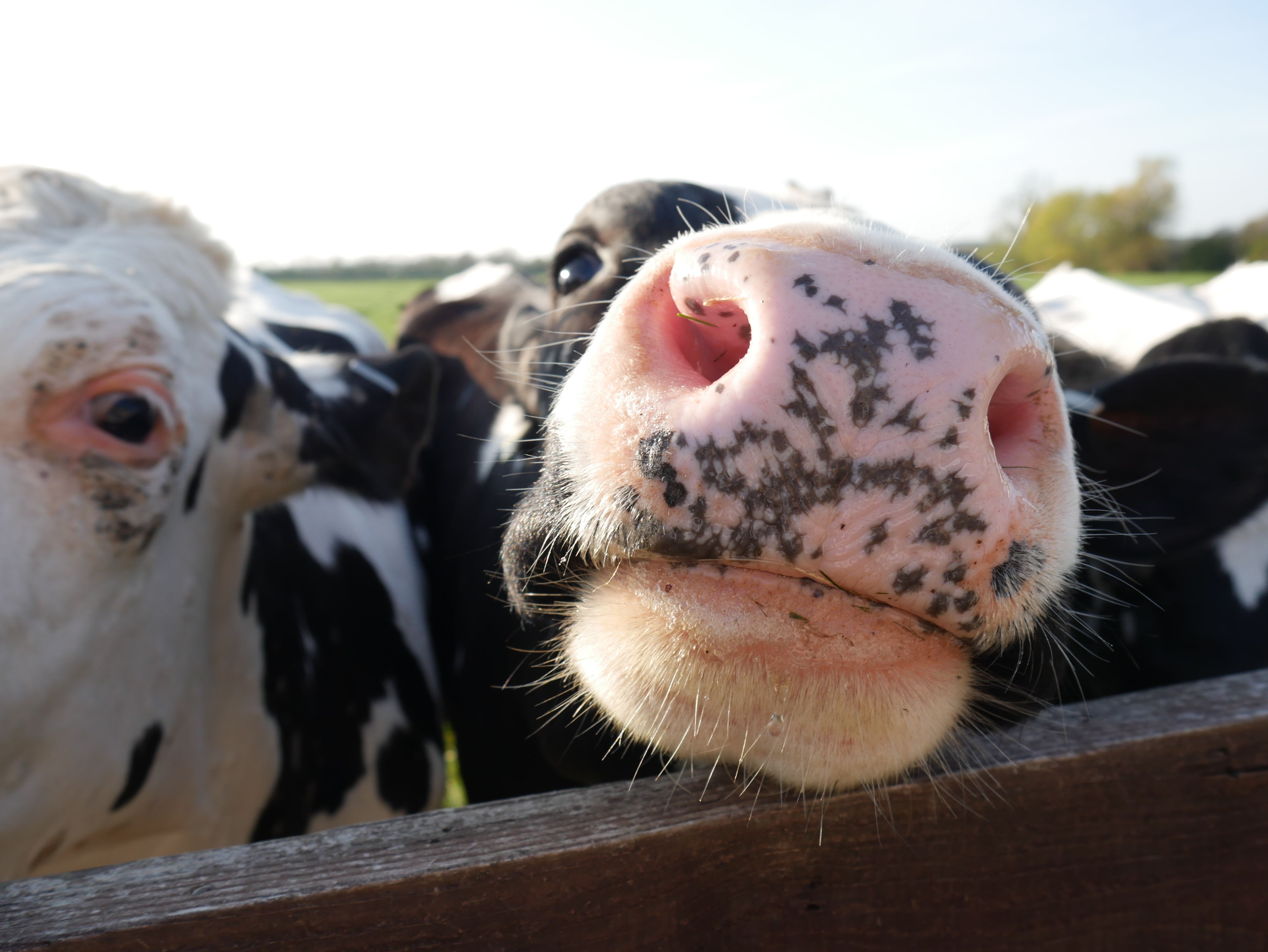 Close-up of Curious Cows at a Farm · Free Stock Photo