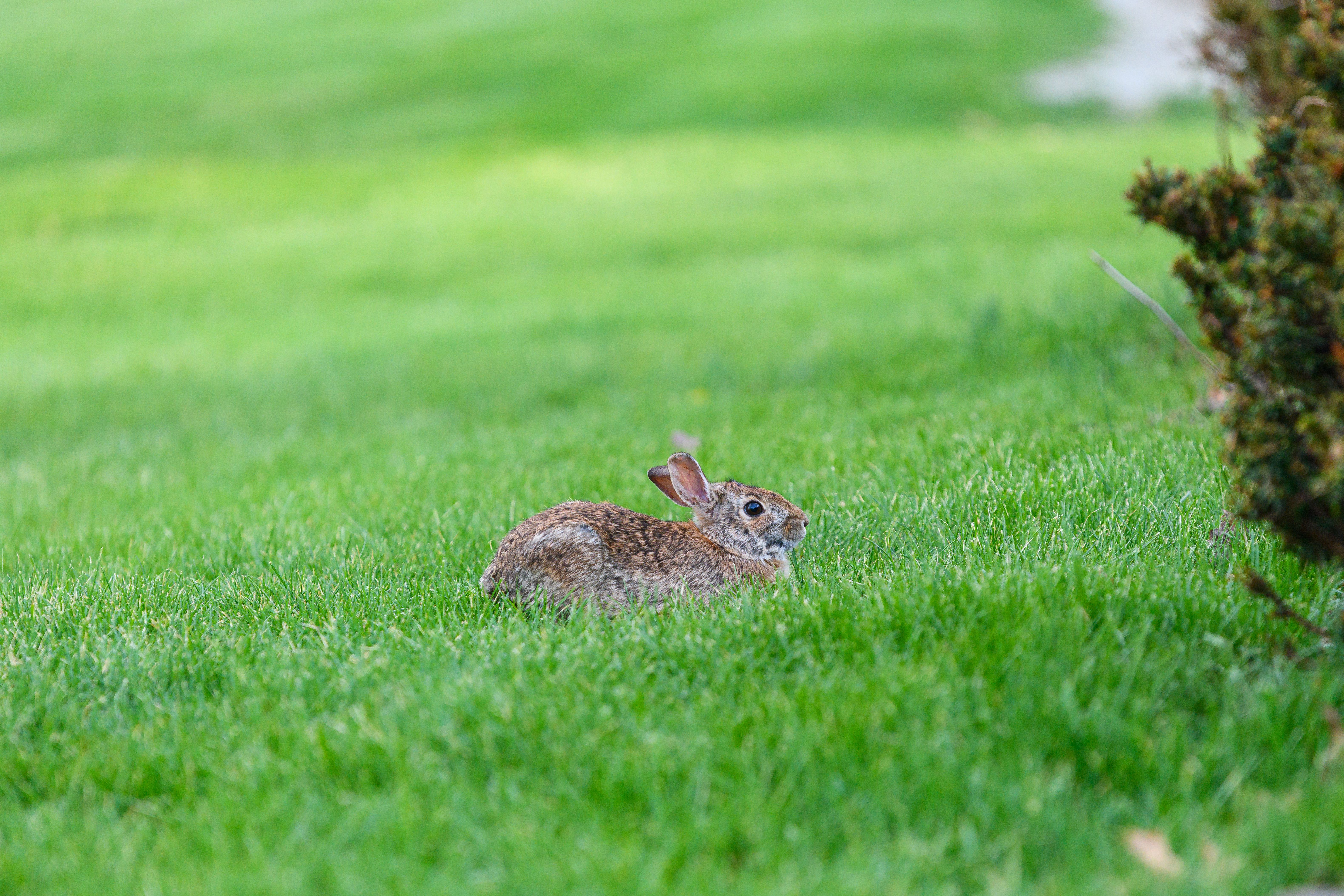 Eastern Cottontail Rabbit in Lush Green Field · Free Stock Photo